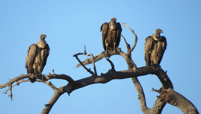 Wildlife in Chobe National Park