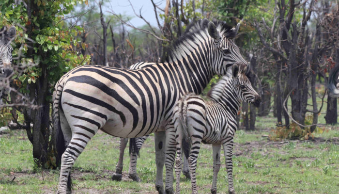 Wildlife in Chobe National Park