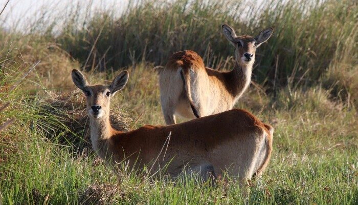 Wildlife in Chobe National Park