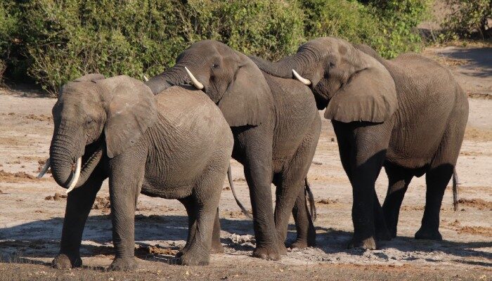 Wildlife in Chobe National Park