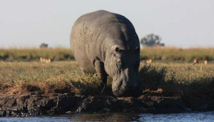 Wildlife in Chobe National Park