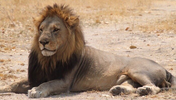 Wildlife in Chobe National Park