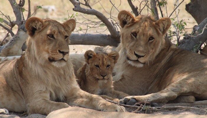 Wildlife in Chobe National Park