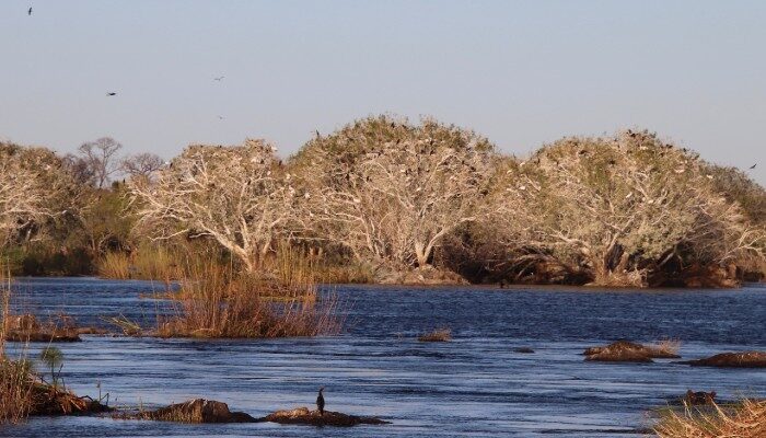 Chobe River