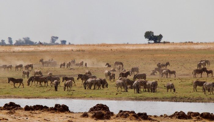 Wildlife in Chobe National Park